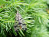 Scorpion fly, Panorpa germanica. Female. Family scorpion flies (Panorpidae).