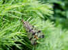 Scorpion fly, Panorpa germanica. Female. Family scorpion flies (Panorpidae).