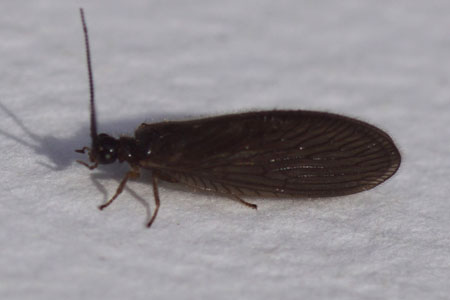 Sisyra nigra. Family spongeflies or spongillaflies (Sisyridae),. Orde netvleugeligen (Neuroptera).