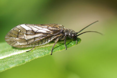 Alderfly (Sialis cf. lutaria). Family alderflies (Sialidae) Order Megaloptera.