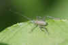 The nymphs of the Speckled bush-crikets are speckled black and have black bands on the antennae and legs.