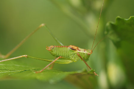 Speckled bush-criket  (Leptophyes punctatissima). Male. Family bush-criket (Tettigoniidae). 