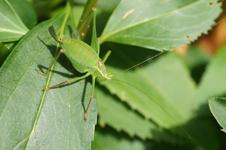 Speckled bush-criket  (Leptophyes punctatissima). Female. Family bush-criket (Tettigoniidae). 