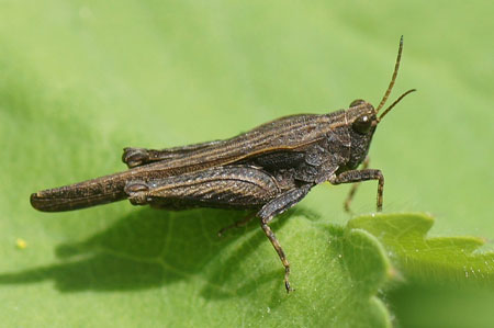 Slender Ground-hopper, slender Grouse Locust (Tetrix subulata). Subfamily Tetriginae. Family groundhoppers, pygmy grasshoppers (Tetrigidae).