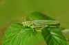 Great green bush-cricket (Tettigonia viridissima). Family bush-criket (Tettigoniidae).