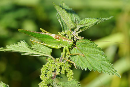 Great green bush-cricket (Tettigonia viridissima). Family bush-criket (Tettigoniidae). 