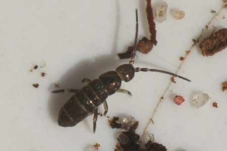 Tomocerus minor. Family Tomoceridae. Class springtails (Collembola).