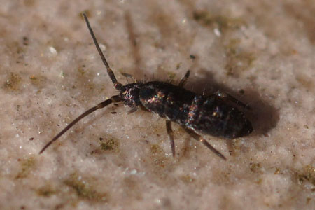 Tomocerus vulgaris. Family Tomoceridae. Class springtails (Collembola).