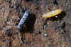 Tomocerus vulgaris. Family Tomoceridae. Class springtails (Collembola).