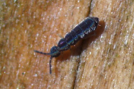 Vertagopus. Family Isotomidae. Class springtails (Collembola).