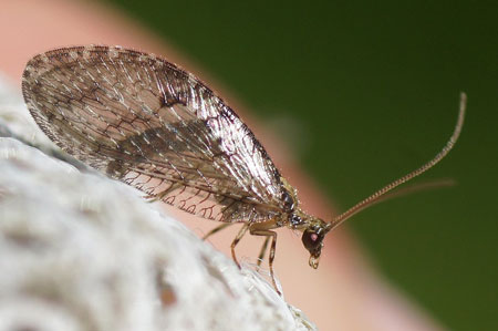 Wesmaelius spec. Family brown lacewings (Hemerobiidae). Order Neuroptera.