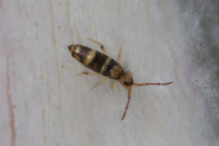 Willowsia platani.Family Entomobryidae. Class springtails (Collembola).