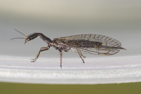 Xanthostigma xanthostigma. Family Raphidiidae. Orde snakeflies (Raphidioptera).