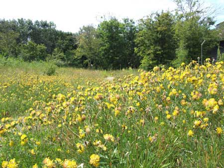 Parnassiapark. Wild flowers.