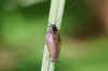 Forest Cockroach (Ectobius sylvestris). Male.