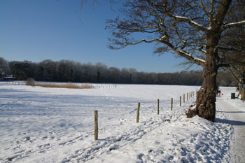 Meadow along the Breelaan.