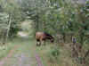 horses in the dunes.