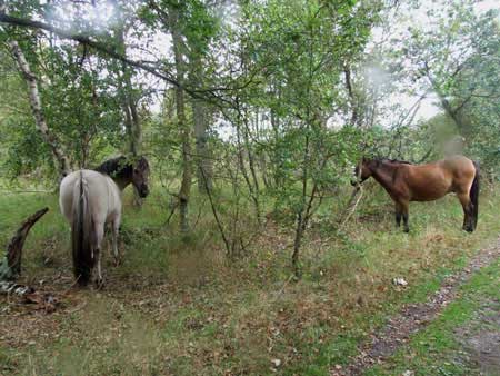 horses in the dunes.