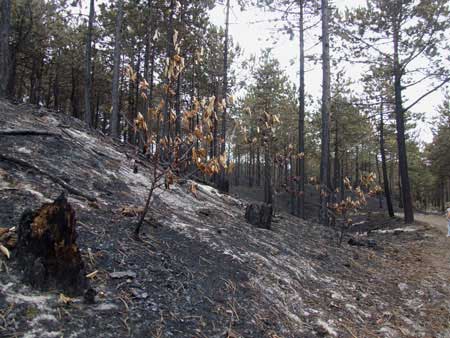 Forest fire - dune fire near Schoorl.