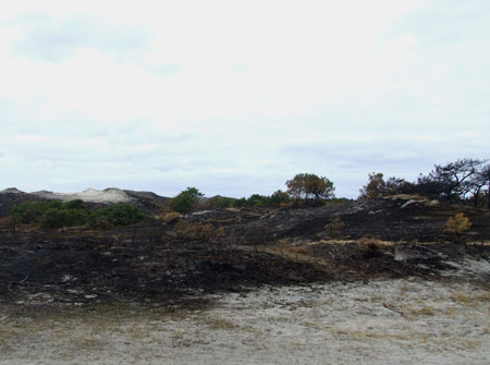 Forest fire - dune fire near Schoorl.