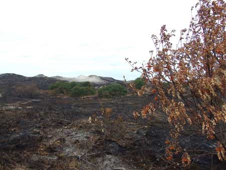 Forest fire - dune fire near Schoorl.