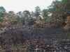 Forest fire - dune fire near Schoorl.