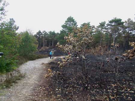 Forest fire - dune fire near Schoorl.