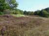 Dunes with flowering heather.