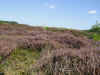 Dunes with flowering heather.