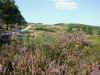 Dunes with flowering heather.