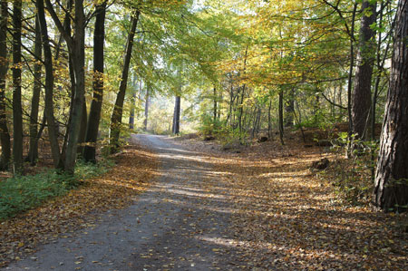 To the forest fire in April 2010.