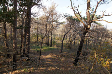 The forest fire in April 2010.