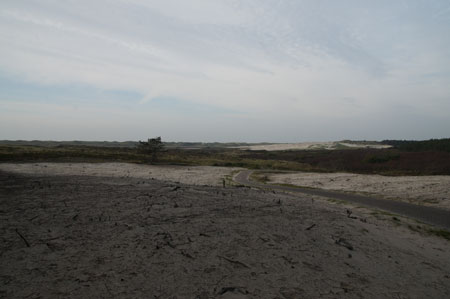 There are a few areas in the dunes with only sand. For this reason, they have cut down trees. (Explanation on the board in Dutch)