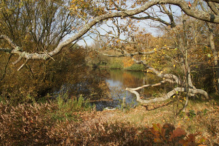 Two small dune lakes and surrounding.