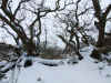 the dunes in winter