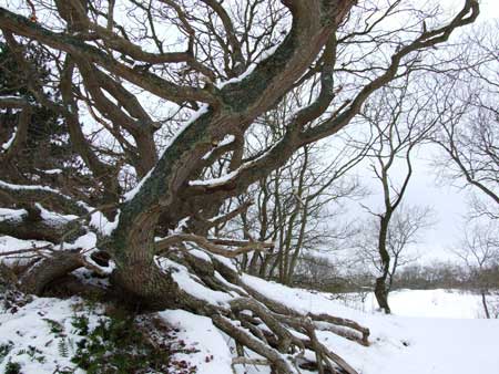 the dunes in winter