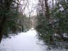 Then I turn right and go into the woods. Now I walk towards the village Schoorl.