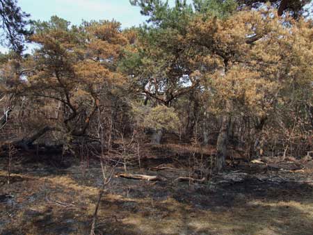 burned trees