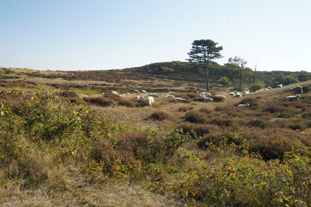 Moorland sheep in the dunes.