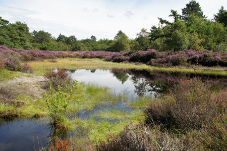 Dune lake.