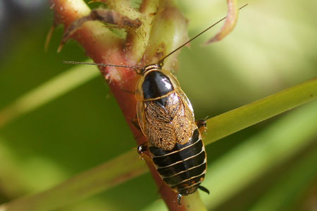 Forest Cockroach (Ectobius sylvestris). Female.