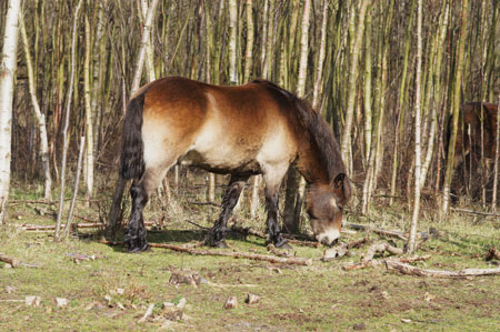 Exmoor pony's.