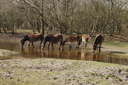 Exmoor pony's.