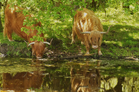 Highland cattle.