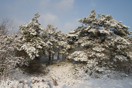 The dunes.  20-12-2010 