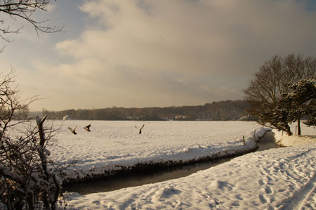 The meadow 20-12-2010 