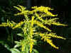 Canada golden-rod, Canada goldenrod (Solidago canadensis)