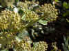 Ivy (Hedera helix Simone)