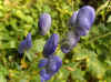 Monk's-hood (Aconitum carmichaelii)