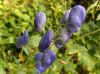 Monnikskap (Aconitum carmichaelii)